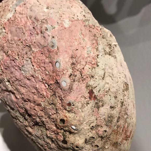 Beautiful Blue Shell Beautiful Stand Coastal Decor FINAL SALE - Picture 9 of 9